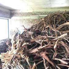 Lũa sa tùng cát -duoc-ban-tai-Cửa hàng cá cảnh