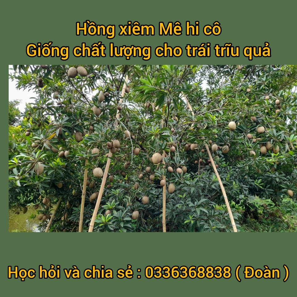 Cây giống Hồng xiêm ( Sapoche) Mê hi cô-duoc-ban-tai-3 Cùng : Học - Làm - Phát triển