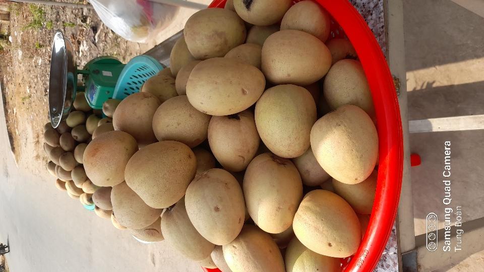 Cây giống Hồng xiêm ( Sapoche) Mê hi cô-duoc-ban-tai-3 Cùng : Học - Làm - Phát triển
