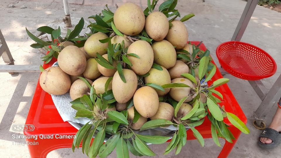 Cây giống Hồng xiêm ( Sapoche) Mê hi cô-duoc-ban-tai-3 Cùng : Học - Làm - Phát triển