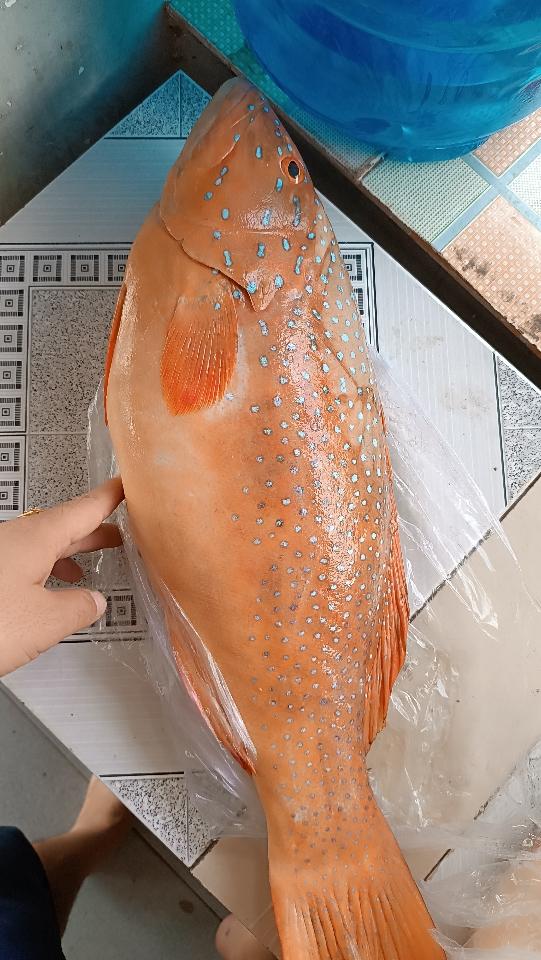 Cá mú đỏ-duoc-ban-tai-Lâm hiên đức