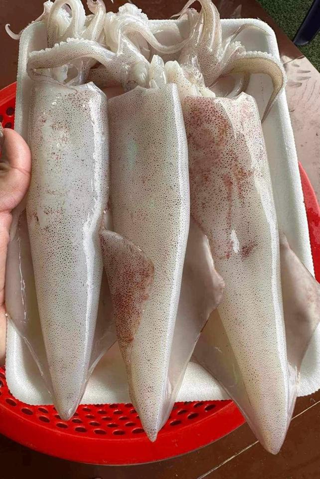 Mực ống lớn-duoc-ban-tai-Lâm hiên đức