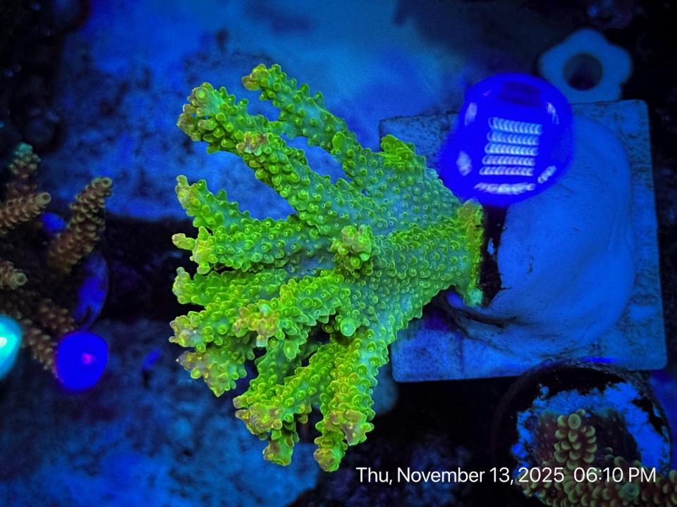 SPS Apple jack-duoc-ban-tai-ROYAL AQUA -  Flights everywhere