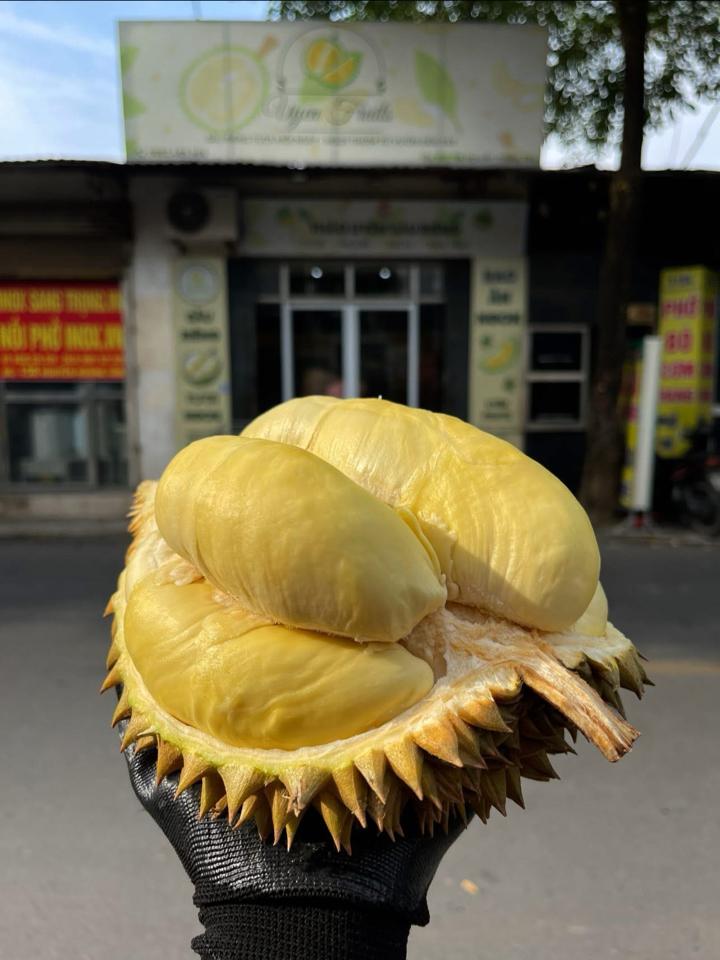 Khúc bạch sầu riêng-duoc-ban-tai-HBT Teamart