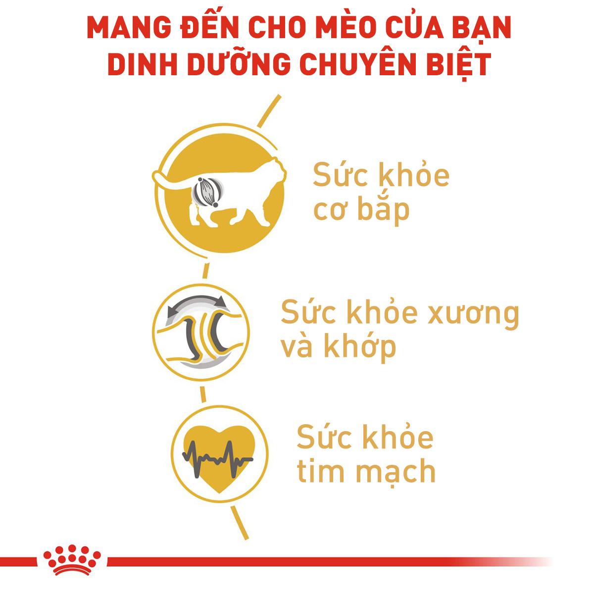 SKU 3 : HẠT ROYAL CANIN BRITISH SHORTHAIR KITTEN/ADULT-duoc-ban-tai-CLOUDY PET SHOP