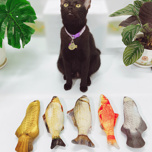 CÁ CATNIP-duoc-ban-tai-CLOUDY PET SHOP