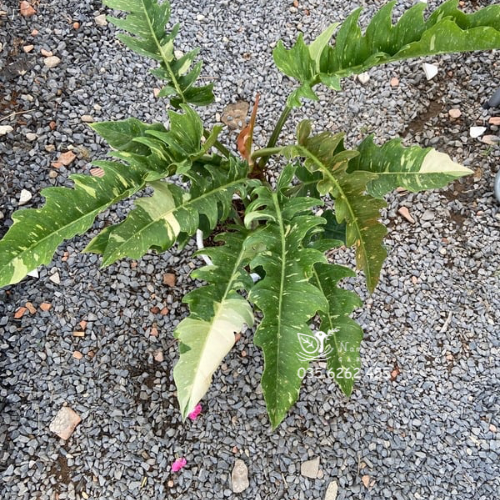 Cây cung đàn var-duoc-ban-tai-Nam Kim Garden