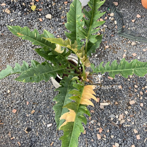 Cây cung đàn var-duoc-ban-tai-Nam Kim Garden