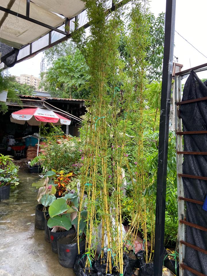 Bầu Trúc quân tử-duoc-ban-tai-Nam Kim Garden