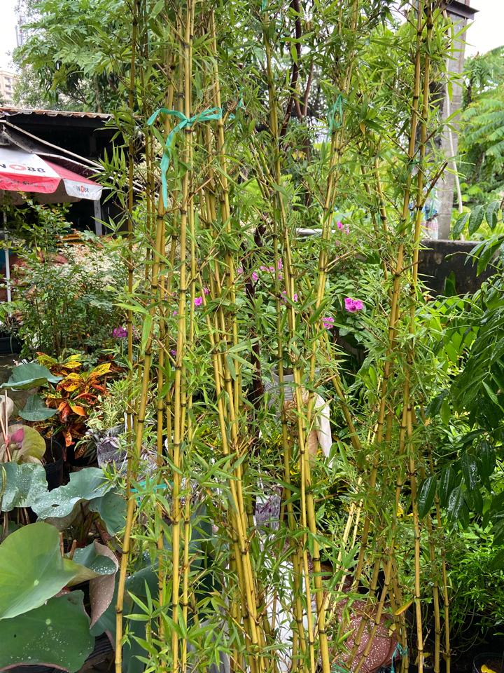 Bầu Trúc quân tử-duoc-ban-tai-Nam Kim Garden