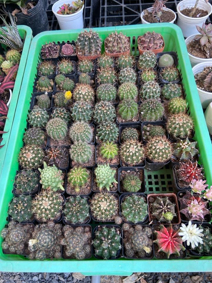 Xương rồng các loại -duoc-ban-tai-Nam Kim Garden