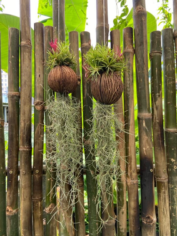 Cây không khí dừa-duoc-ban-tai-Nam Kim Garden