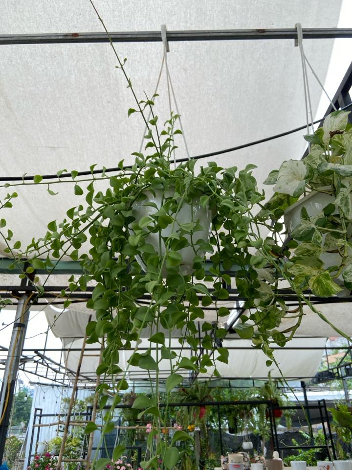 Đô la treo-duoc-ban-tai-Nam Kim Garden