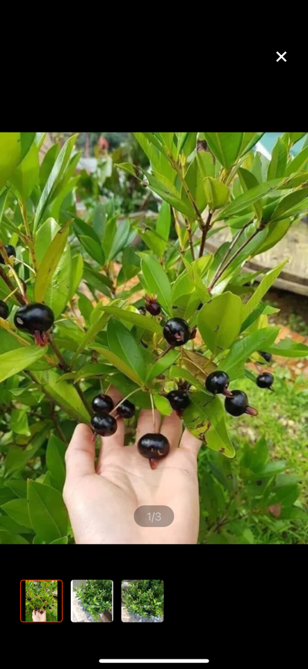 Cherry brazin size to-duoc-ban-tai-Giống Cây Trồng Anh Mão