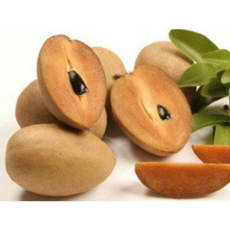 Sapo Xoài-duoc-ban-tai-Giống Cây Trồng Anh Mão