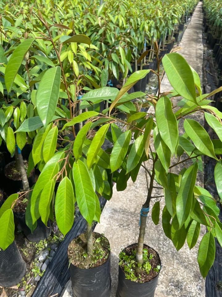 Sầu riêng dona-duoc-ban-tai-Giống Cây Trồng Anh Mão