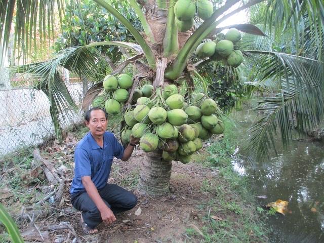 Dừa xiêm lùn-duoc-ban-tai-Giống Cây Trồng Anh Mão
