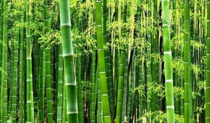 Tre-duoc-ban-tai-Giống Cây Trồng Anh Mão