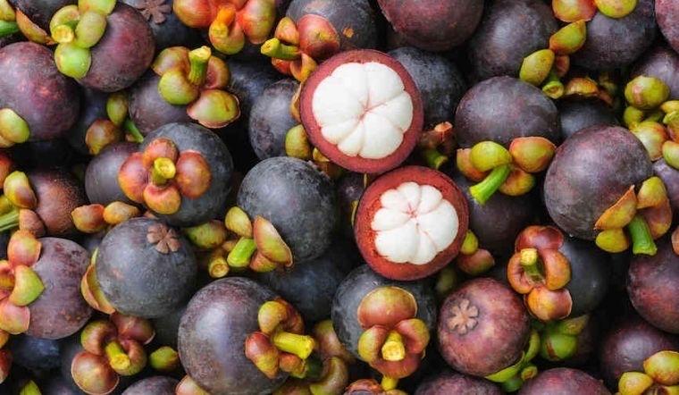 Măng cụt ghép-duoc-ban-tai-Giống Cây Trồng Anh Mão