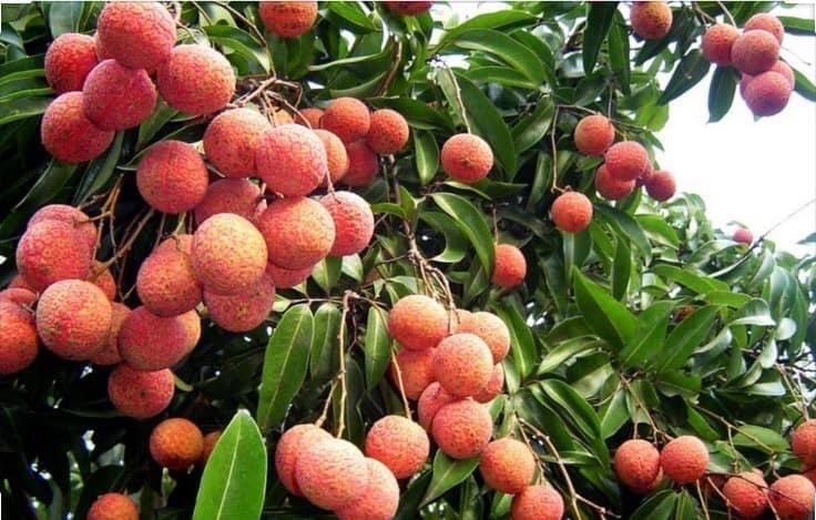 Cây giống Vải-duoc-ban-tai-Giống Cây Trồng Anh Mão