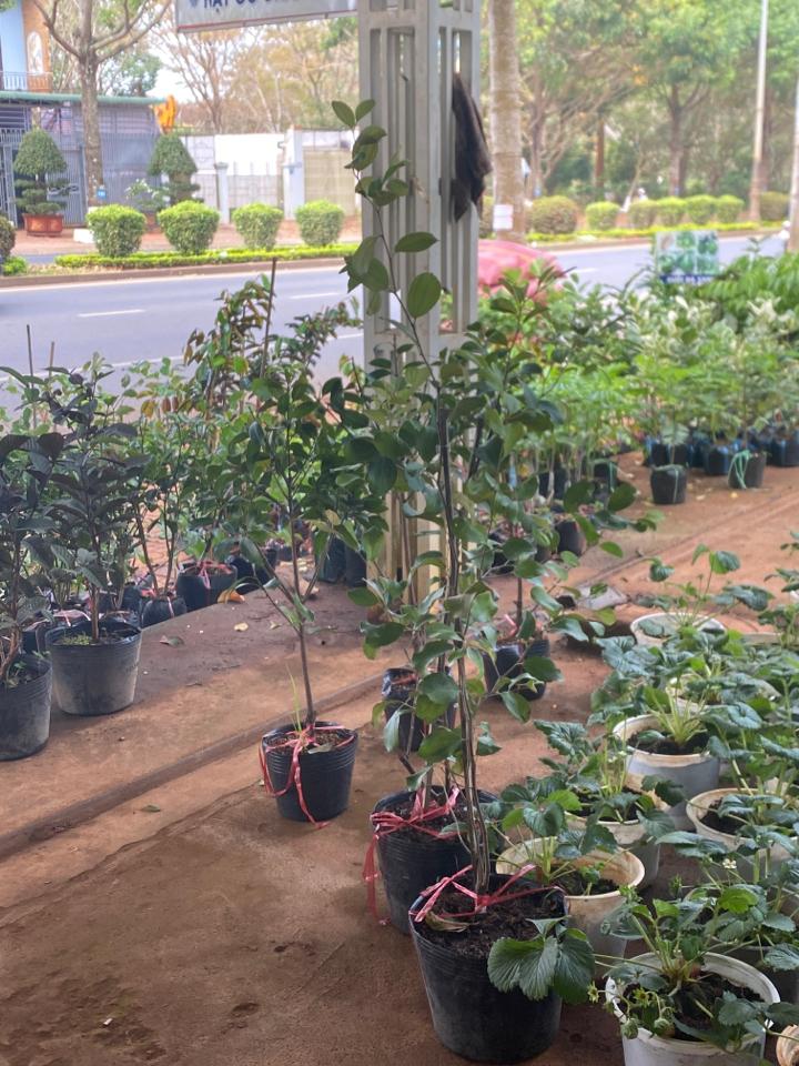 Táo hàng cứng cây gốc to đẹp-duoc-ban-tai-Giống Cây Trồng Anh Mão