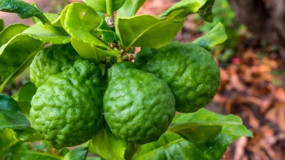 Chanh Chúc ( Chanh số 8 )-duoc-ban-tai-Giống Cây Trồng Anh Mão
