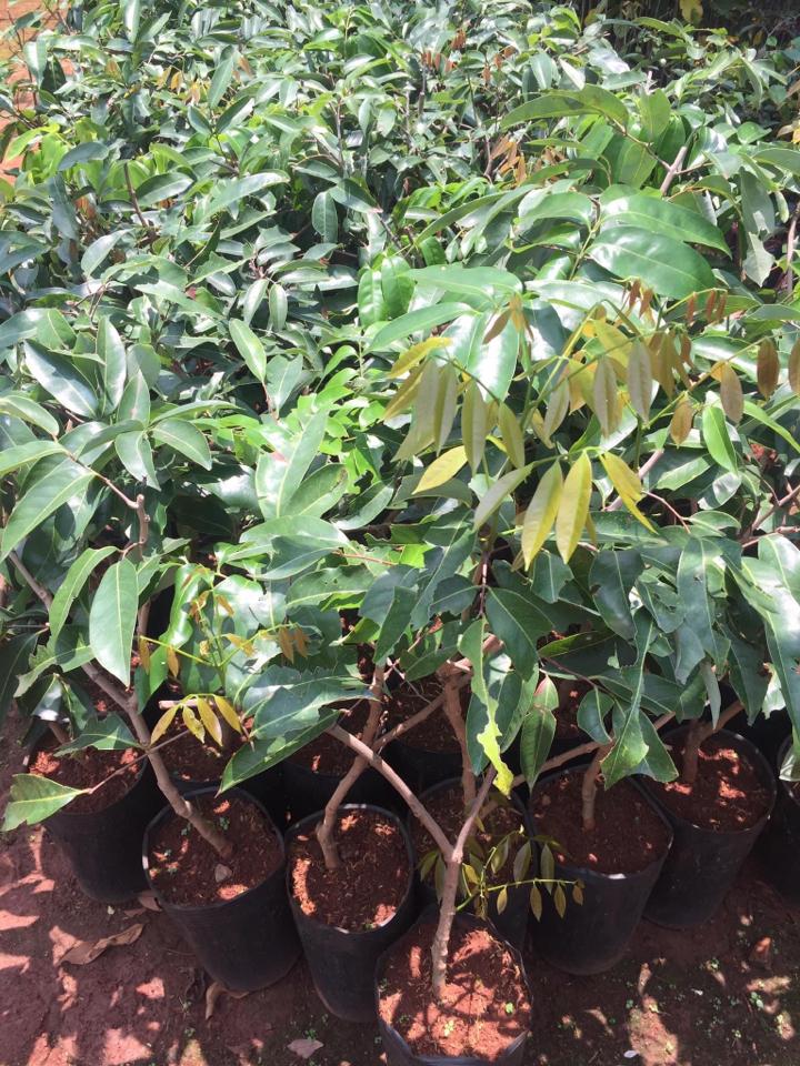 Cây giống Vải-duoc-ban-tai-Giống Cây Trồng Anh Mão