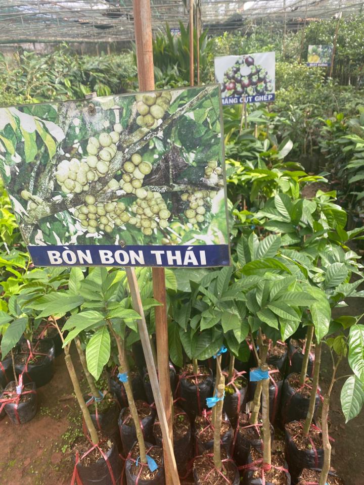 Bòn bòn Thái ( cây lỡ )-duoc-ban-tai-Giống Cây Trồng Anh Mão