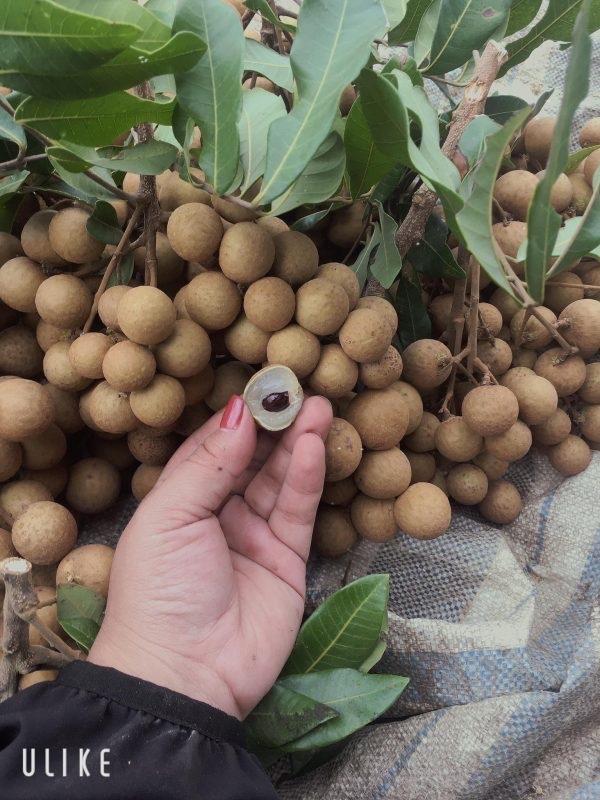 Nhãn Hương Chi-duoc-ban-tai-Giống Cây Trồng Anh Mão