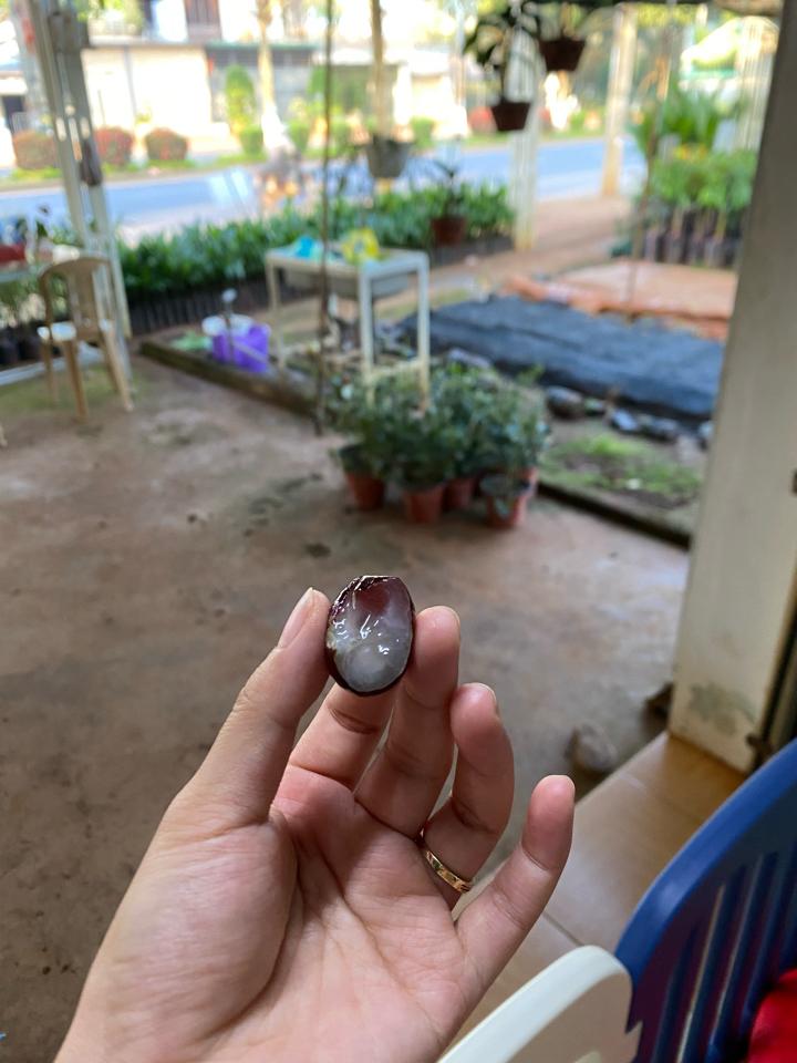 Nho thân gỗ to-duoc-ban-tai-Giống Cây Trồng Anh Mão