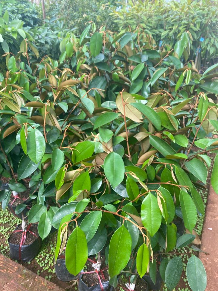 Vú sữa mica -duoc-ban-tai-Giống Cây Trồng Anh Mão