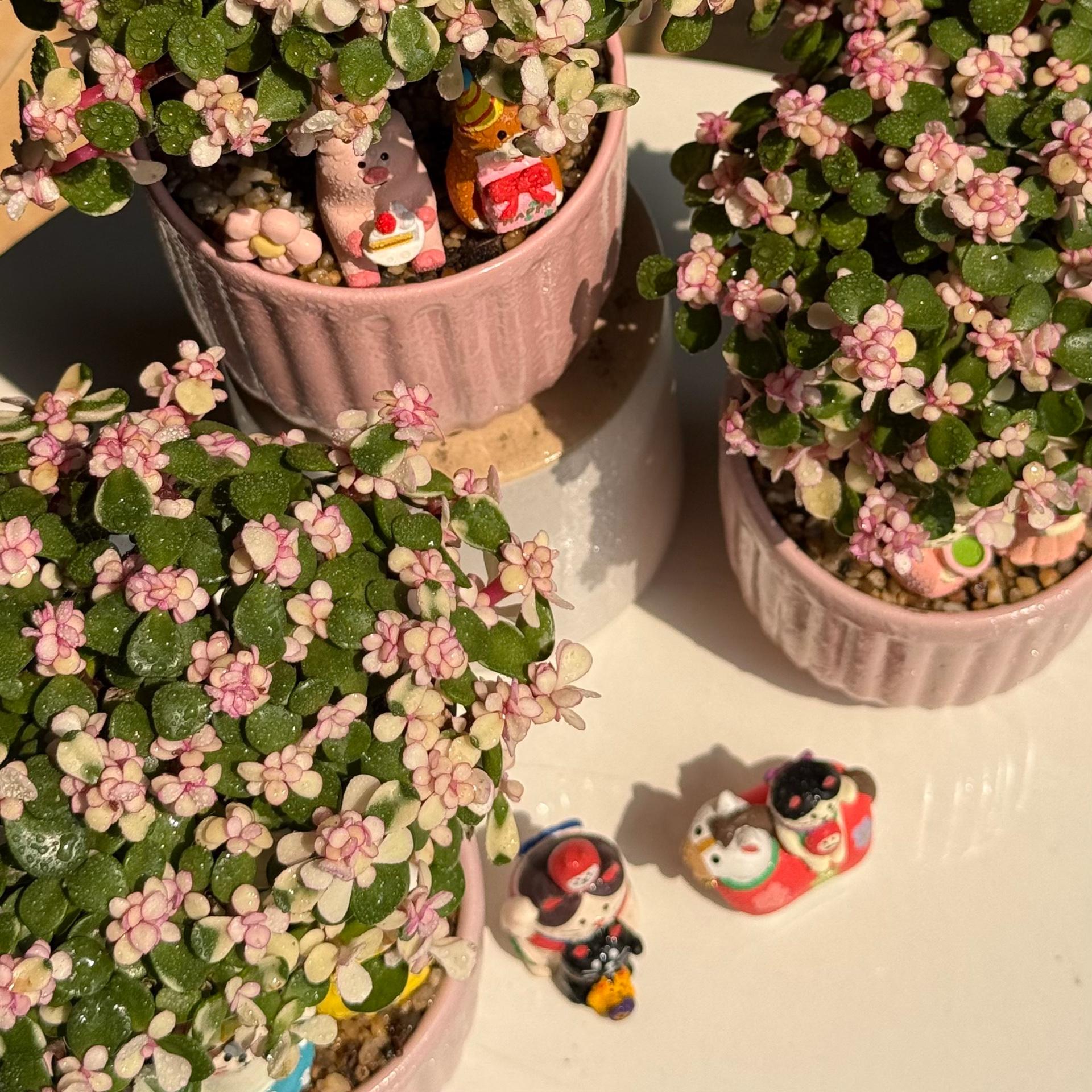 Dola mochi hồng-duoc-ban-tai-Camy Garden - Cây Xinh Hà Nội