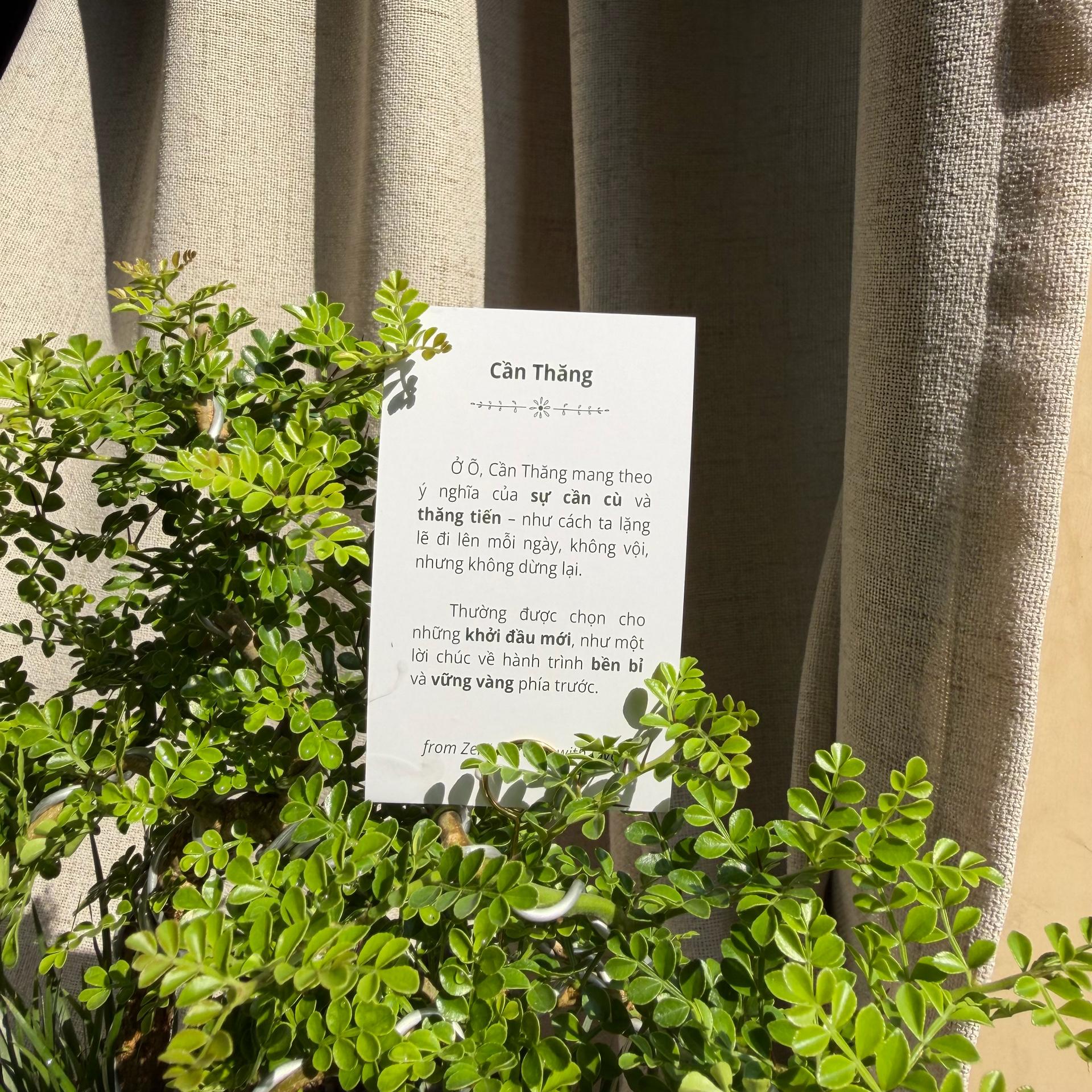 Cần thăng mochi size S-duoc-ban-tai-Camy Garden - Cây Xinh Hà Nội