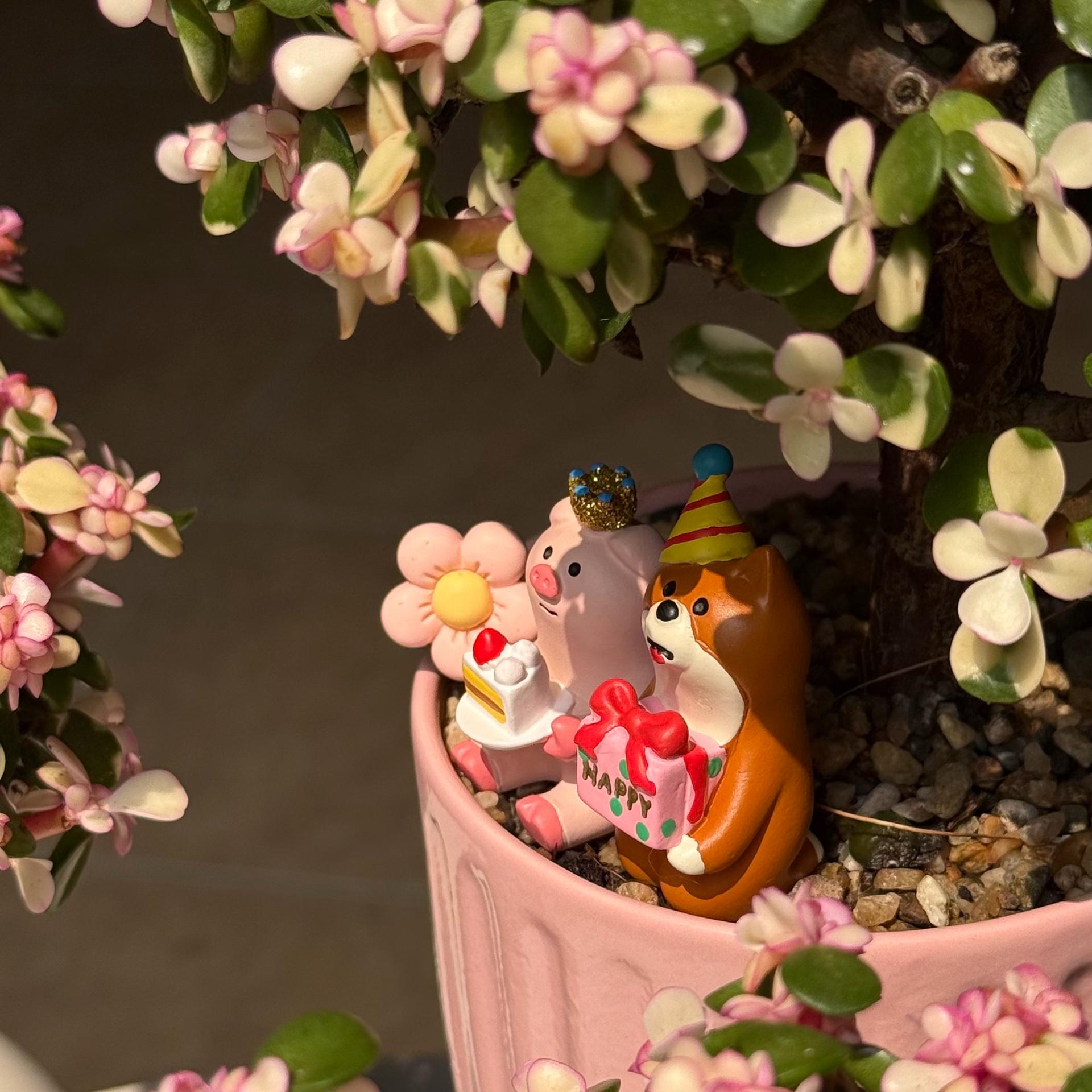 Dola mochi hồng-duoc-ban-tai-Camy Garden - Cây Xinh Hà Nội