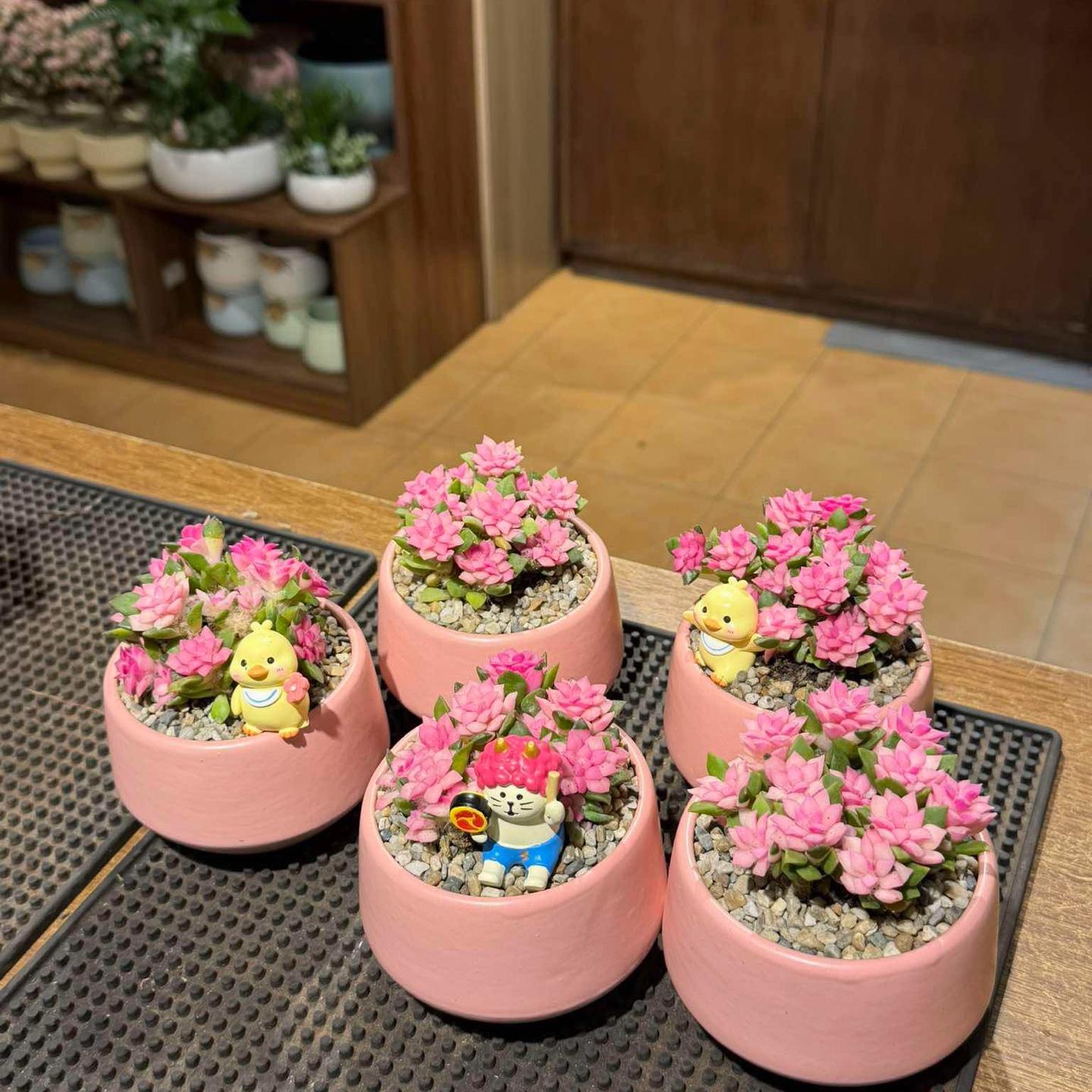 Hồng sao chậu kc size M-duoc-ban-tai-Camy Garden - Cây Xinh Hà Nội