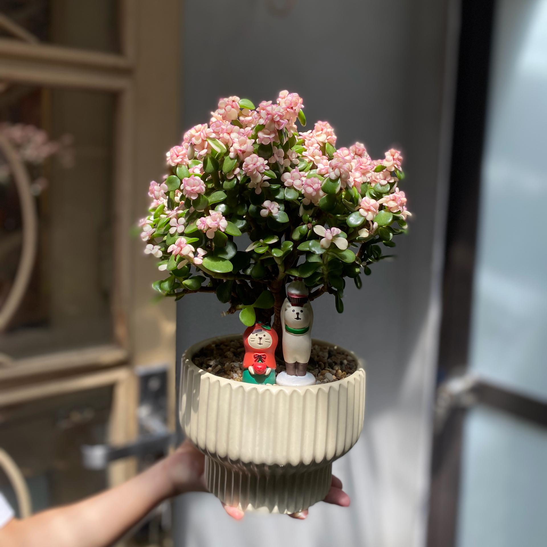Dolla cổ thụ tăm nấm-duoc-ban-tai-Camy Garden - Cây Xinh Hà Nội