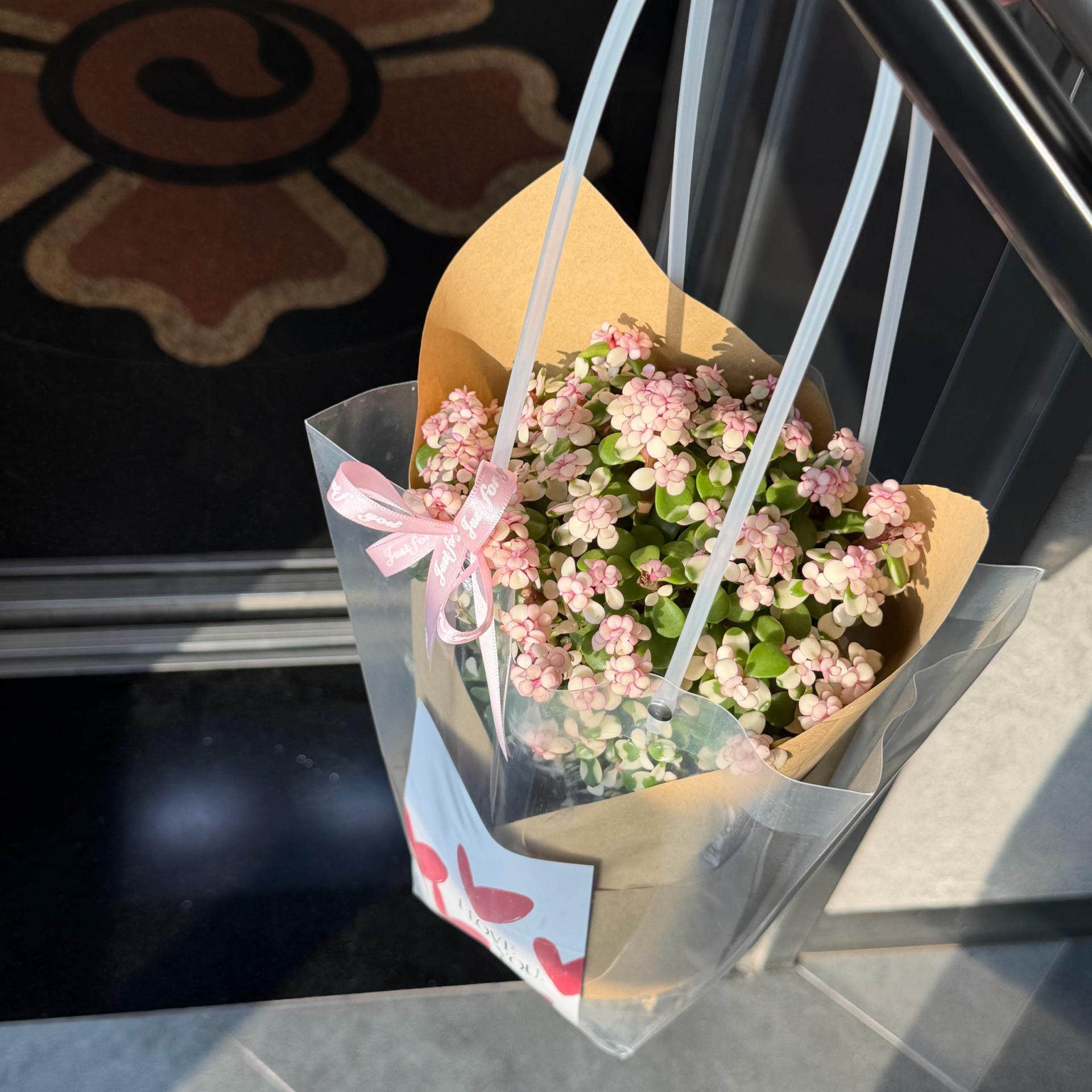 Dolla cổ thụ tăm nấm-duoc-ban-tai-Camy Garden - Cây Xinh Hà Nội