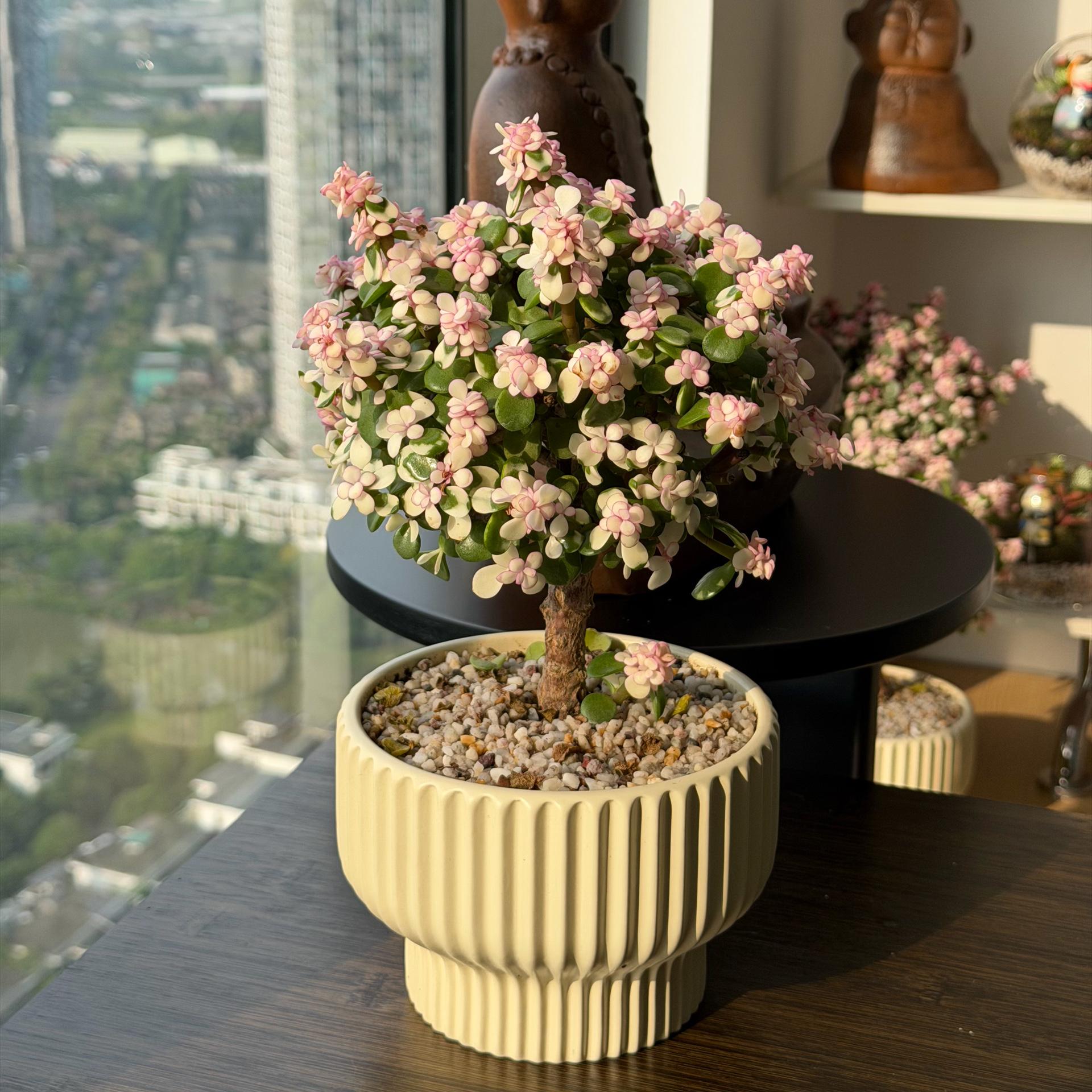 Dolla cổ thụ tăm nấm-duoc-ban-tai-Camy Garden - Cây Xinh Hà Nội