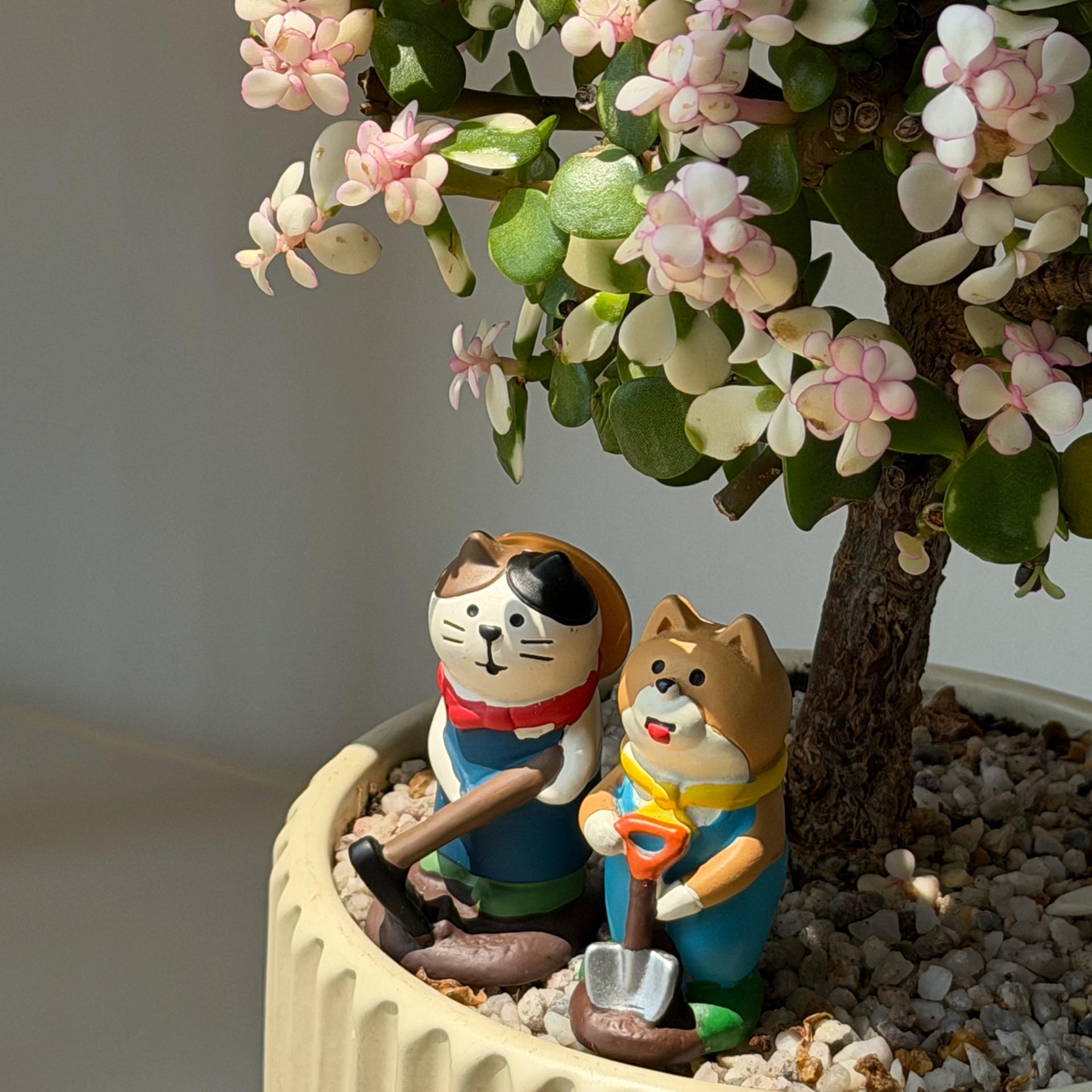 Mèo zakka-duoc-ban-tai-Camy Garden - Cây Xinh Hà Nội