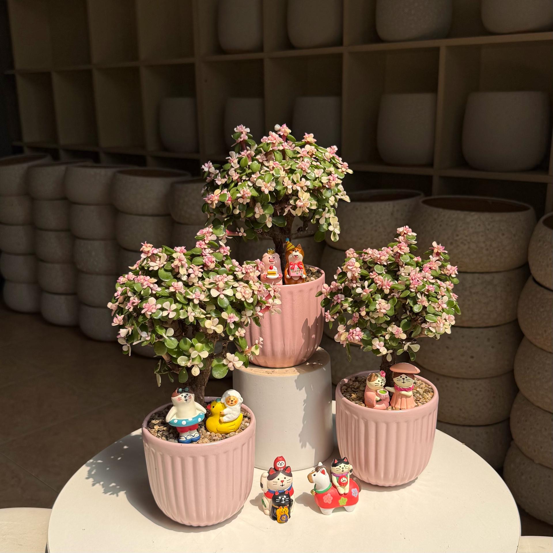 Dola mochi hồng-duoc-ban-tai-Camy Garden - Cây Xinh Hà Nội