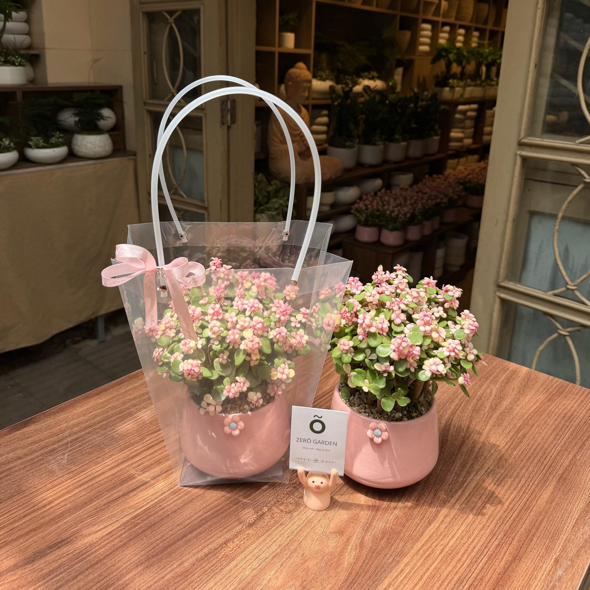 Set dola quà tặng-duoc-ban-tai-Camy Garden - Cây Xinh Hà Nội