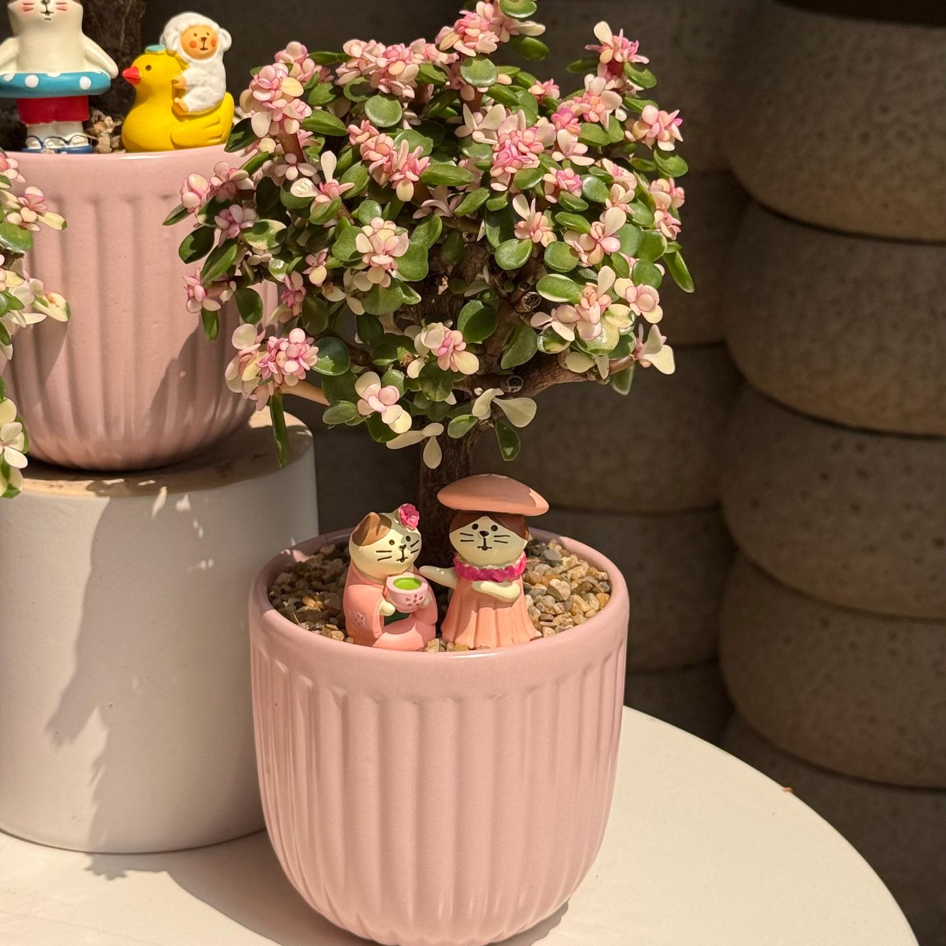 Dola mochi hồng-duoc-ban-tai-Camy Garden - Cây Xinh Hà Nội