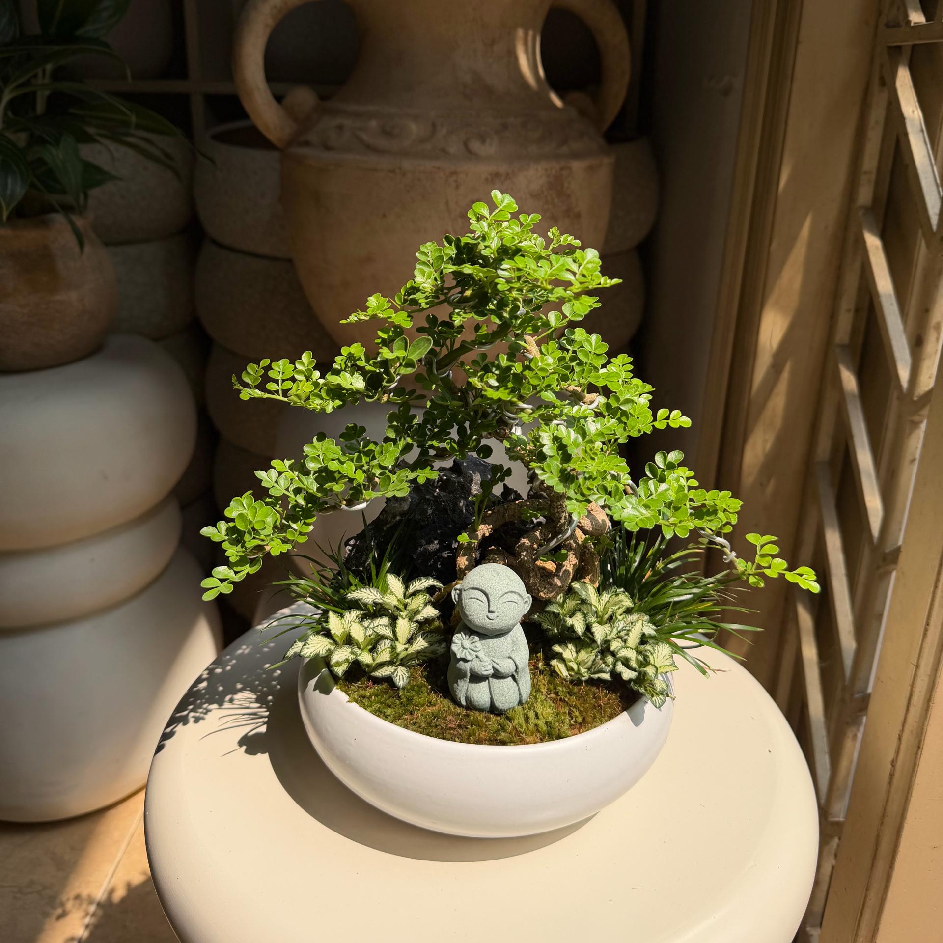 Cần thăng mochi size S-duoc-ban-tai-Camy Garden - Cây Xinh Hà Nội