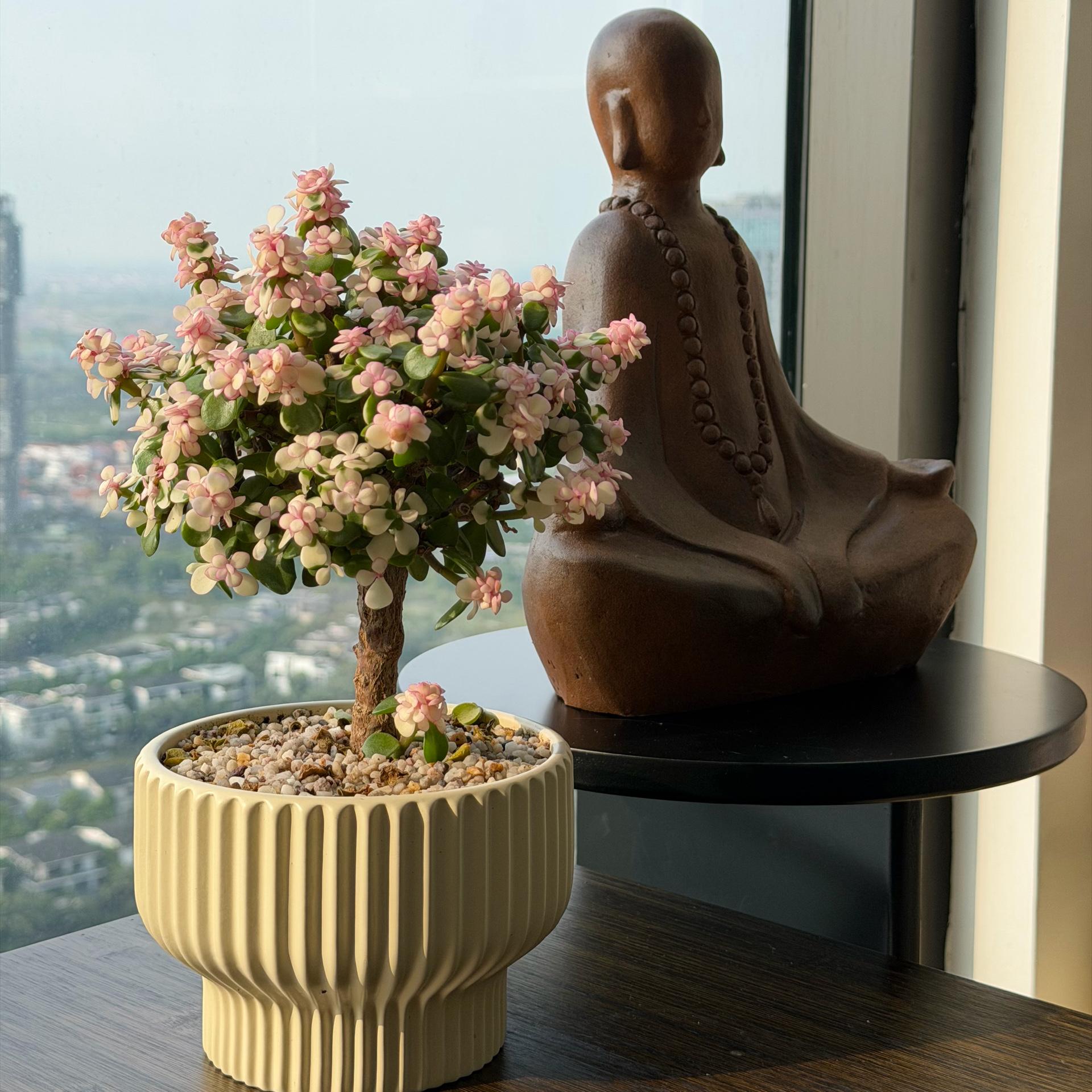 Dolla cổ thụ tăm nấm-duoc-ban-tai-Camy Garden - Cây Xinh Hà Nội