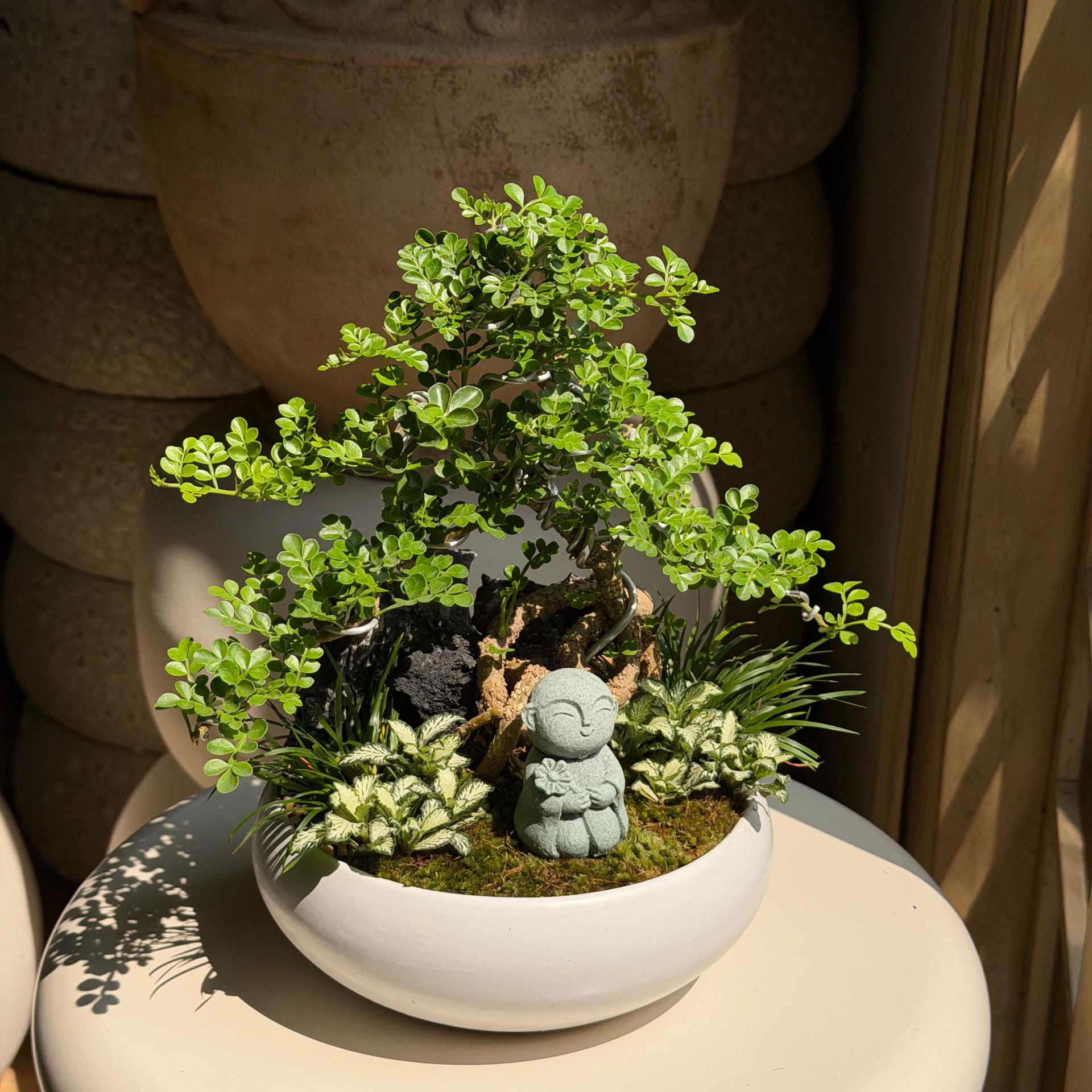 Cần thăng mochi size S-duoc-ban-tai-Camy Garden - Cây Xinh Hà Nội