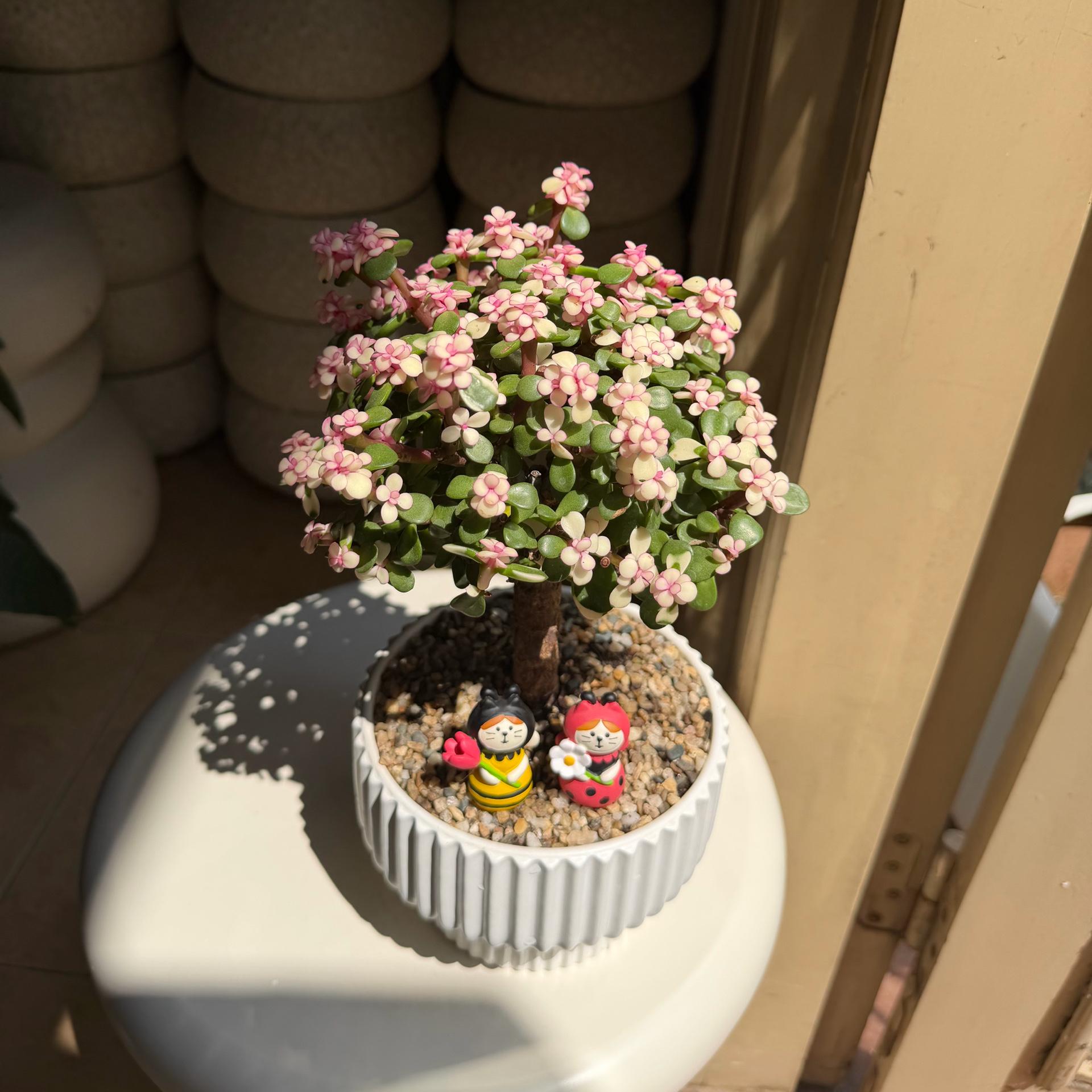 Dolla cổ thụ tăm nấm-duoc-ban-tai-Camy Garden - Cây Xinh Hà Nội