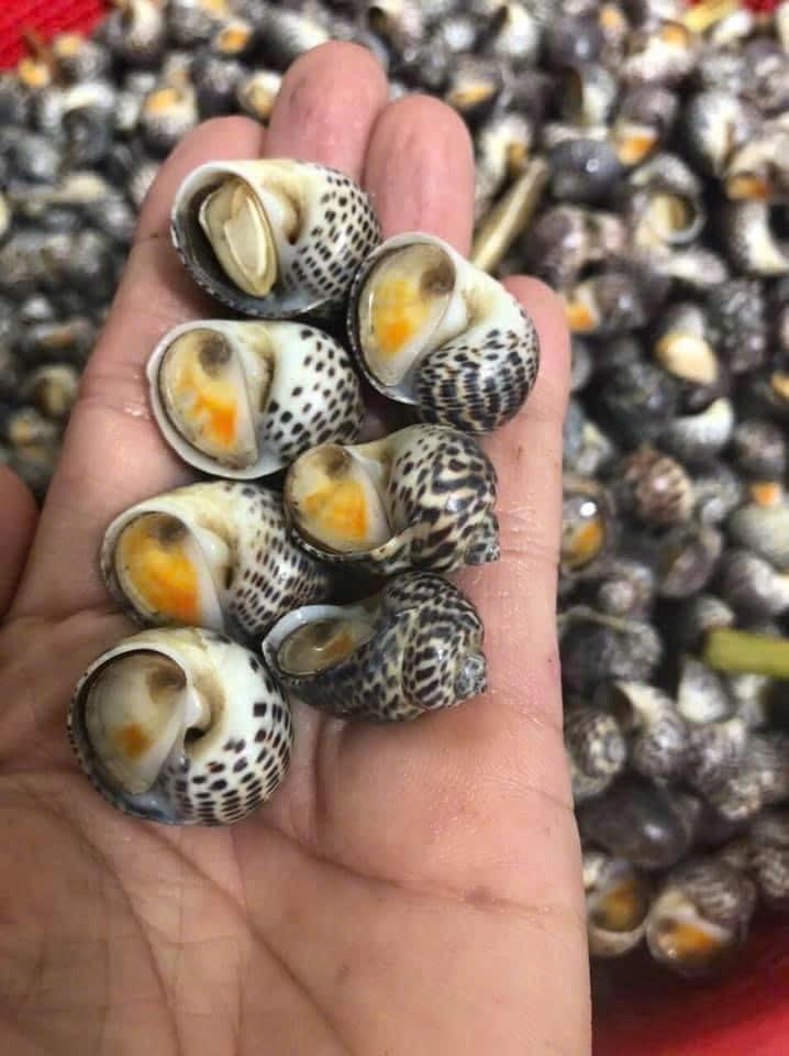 Ốc bông-duoc-ban-tai-Hải Sản Tiên Tiên