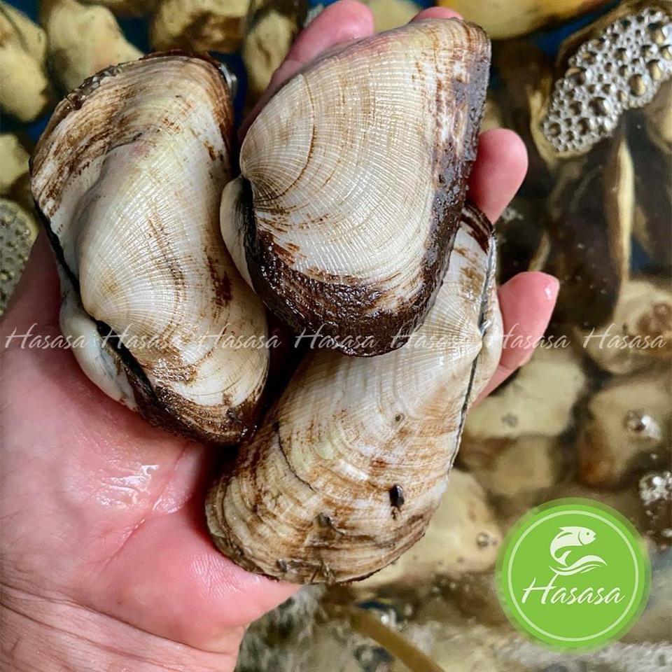 Sò dẹo (tính con) -duoc-ban-tai-Hải Sản Tiên Tiên