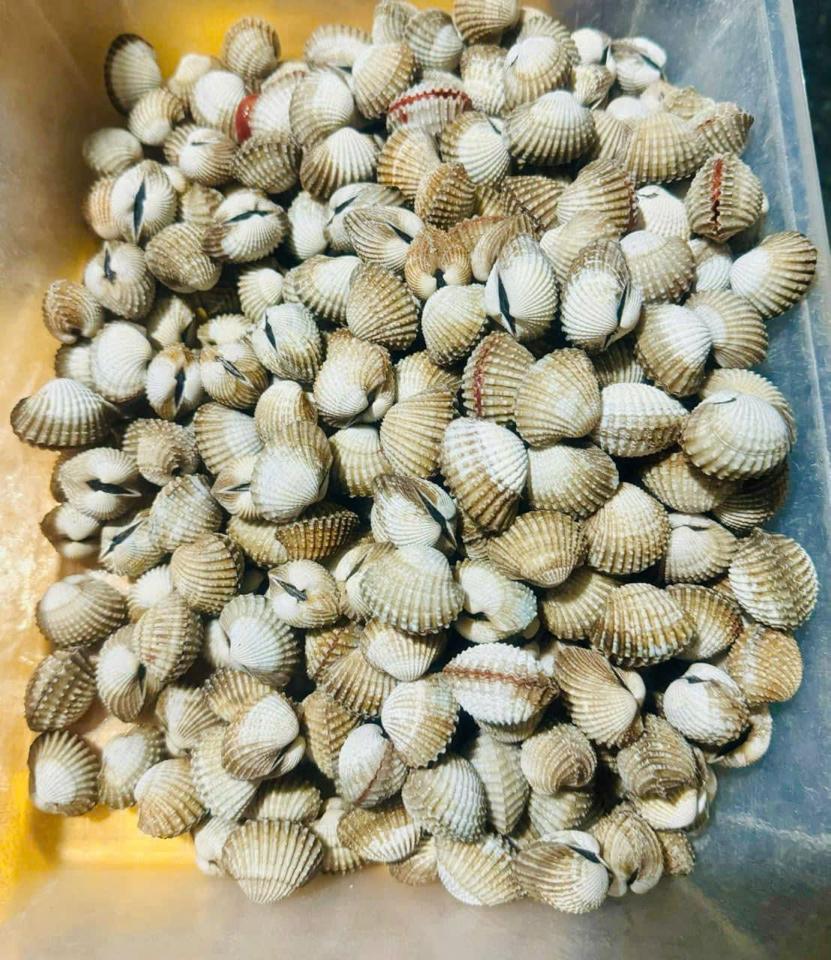 Sò huyết -duoc-ban-tai-Hải Sản Tiên Tiên