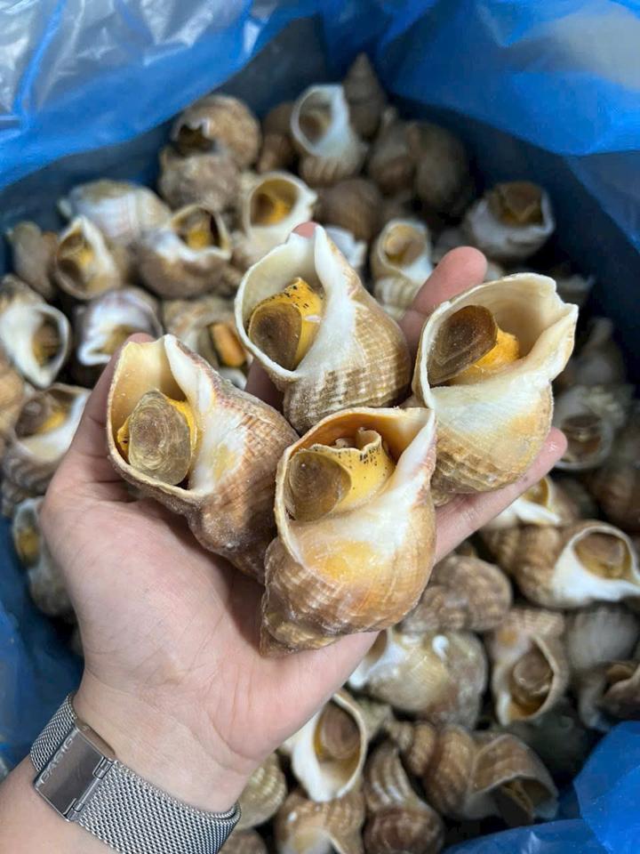 Ốc buloot-duoc-ban-tai-Hải Sản Tiên Tiên